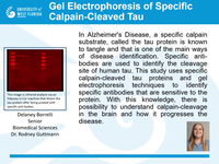 Gel electrophoresis of specific calpain-cleaved tau