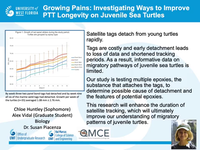 Growing pains: Investigating ways to improve PTT longevity on juvenile sea turtles