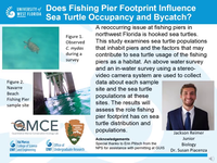 Does fishing pier footprint influence sea turtle occupancy and bycatch?