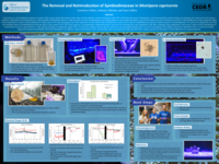 The removal and reintroduction of Symbiodiniaceae in Montipora capricornis