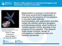 Effects of microplastics on telomere elongation and telomerase activity in sea stars