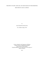 THE EFFECT OF LIGHT, ARM LOSS, AND ARM DAMAGE ON THE BURROWING BEHAVIOR OF LUIDIA CLATHRATA