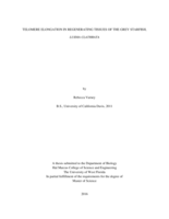TELOMERE ELONGATION IN REGENERATING TISSUES OF THE GREY STARFISH, LUIDIA CLATHRATA
