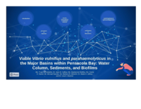 Viable Vibrio vulnifius and parahaemolyticus in the major basins within Pensacola Bay: water column, sediments, and biofilms