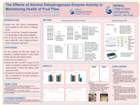 The effects of alcohol dehydrogenase enzyme activity in maintaining health of fruit flies