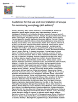 Guidelines for the use and interpretation of assays for monitoring autophagy (4th edition)