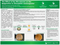 The effect of the microbiome on the epigenetics in Drosophila melanogaster