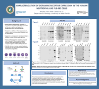 Characterization of Dopamine Receptor Expression in the Human Neutrophil Like PLB-985 Cells
