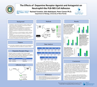The Effects of Dopamine Receptor Agonist and Antagonist on Neutrophil-like PLB-985 Cell Adhesion