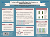 Testing the Differential Binding Between Phosphorylated and Unphosphorylated Tau on ELISA Plates