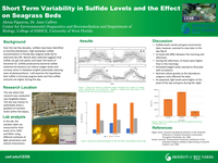 Short Term Variability in Oxygen and Sulfide Levels and Effects on Seagrasses