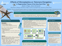 Effects of Microplastics on Telomere Elongation in Regenerated Tissue of the Gray Sand Star