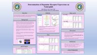 Determination of Dopamine Receptors on Neutrophils