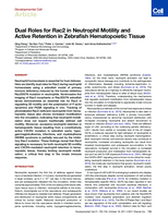 Dual Roles for Rac2 in Neutrophil Motility and Active Retention in Zebrafish Hematopoietic Tissue