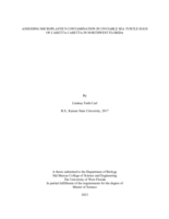 Assessing Microplastics Contamination in Unviable Sea Turtle Eggs of Caretta caretta in Northwest Florida