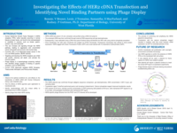 Investigating the Effects of HER2 cDNA Transfection and Identifying Novel Binding Partners using Phage Display