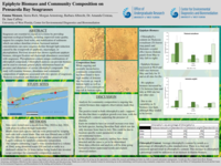 Epiphyte Biomass and Community Composition on Pensacola Seagrasses