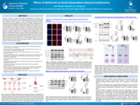 Effects of Metformin on Acute Doxorubicin-Induced Cardiotoxicity