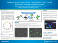 Epidermal Growth Factor Receptor Phage-Mediated Cancer Control: Establishing the EGFR Transfected Cell Line