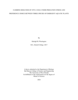 Climbing Behavior Of Vitta Usnea Under Predation Stress And Preference Choice Between Three Species Of Emergent Aquatic Plants