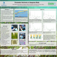 Porewater Nutrients in Seagrass Beds