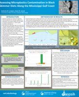 Assessing Microplastics Contamination in Black Skimmer Diets Along the Mississippi Gulf Coast