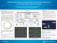 EGFR-Targeted Phage Screening: Discovering Peptide Therapeutics that Target Cancer-Driven Receptors