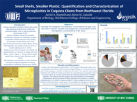 Small Shells, Smaller Plastic: Quantification and Characterization of Microplastics in Coquina Clams from Northwest Florida