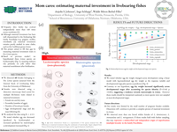 Mom cares: estimating maternal investment in livebearing fishes