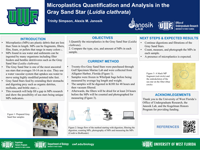Microplastics Quantification and Analysis in the Gray Sand Star (Luidia clathrata)