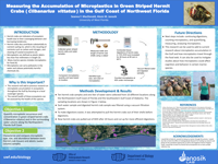 Measuring the Accumulation of Microplastics in Green Striped Hermit Crabs (Clibanarius vittatus) in the Gulf Coast of Northwest Florida